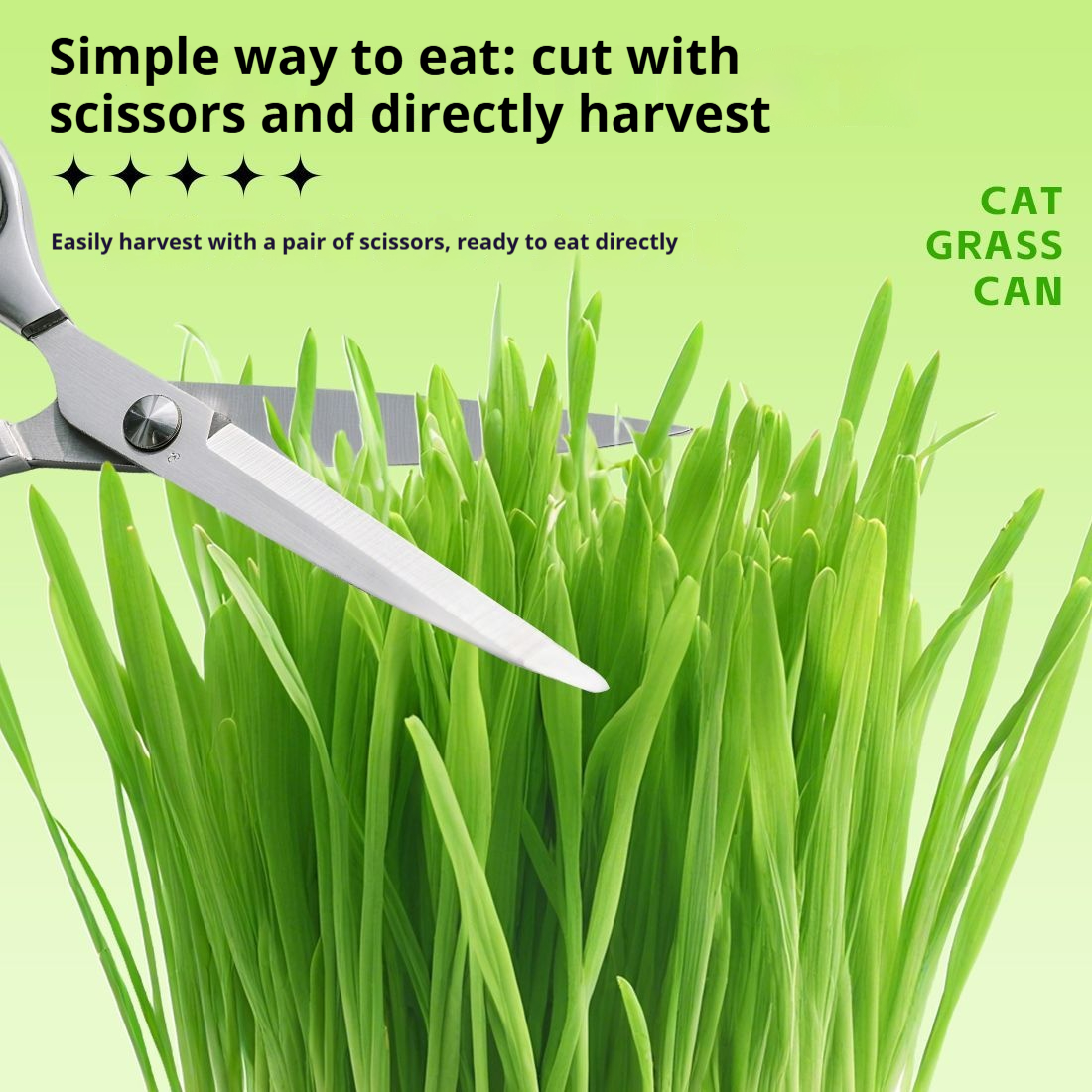 Fresh cat grass canned food Hydroponic home-grown cat food - الصورة 2