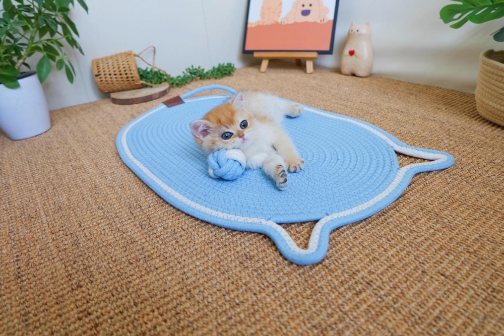 Handwoven Cat Mat - Machine Washable Pet Bed, Anti-Scratch & Durable for All Seasons - Image 7